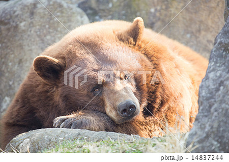 グリズリー 14837244