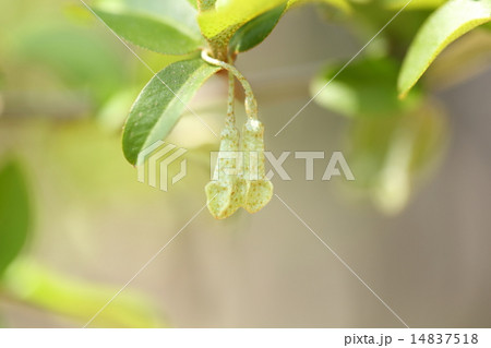 自然 植物 ナツグミ、花は春先に咲いて初夏には実が食べごろになります④ 自然 植物 ナツグミ、花は春先に咲いて初夏には実が食べごろになります④ 14837518