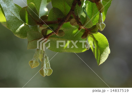 自然　植物　ナツグミ、花は春先に咲いて初夏には実が食べごろになります③ 14837519