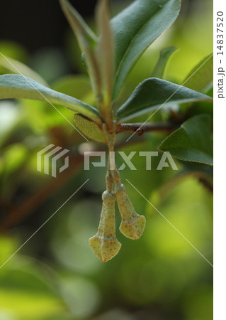 自然 植物 ナツグミ、花は春先に咲いて初夏には実が食べごろになります② 自然 植物 ナツグミ、花は春先に咲いて初夏には実が食べごろになります② 14837520