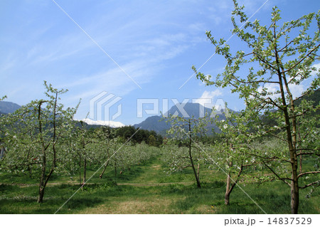 春の安曇野・りんごの花咲くころ 14837529