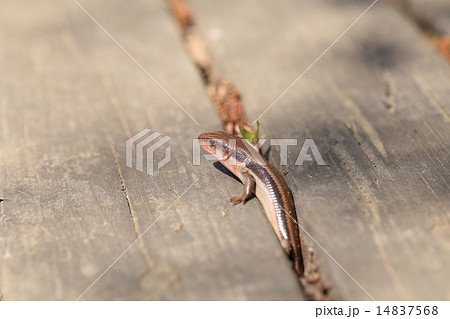 生き物 爬虫類 ヒガシニホントカゲ、春、冬眠から目覚めて木道で日光浴をしようと出てきました 生き物 爬虫類 ヒガシニホントカゲ、春、冬眠から目覚めて木道で日光浴をしようと出てきました 14837568