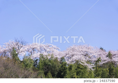 山頂の桜 14837590