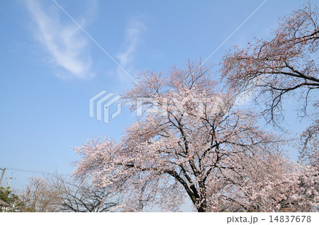 桜 ソメイヨシノの木と青空 七分咲 桜 ソメイヨシノの木と青空 七分咲 14837678