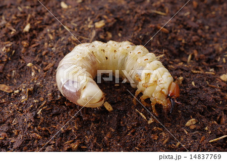 ノコギリクワガタの幼虫 ノコギリクワガタの幼虫 14837769