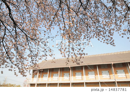 富岡製糸場の東繭倉庫と桜 14837781