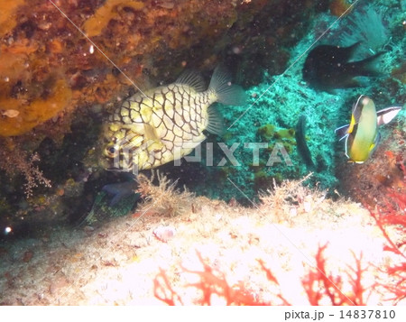 伊豆・式根島の岩の隙間に隠れるマツカサウオ 14837810