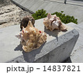 コンク貝 14837821