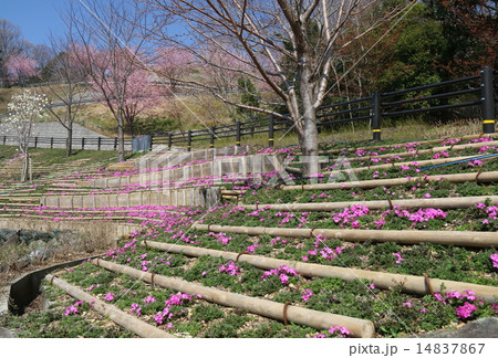 芝桜の花壇 14837867