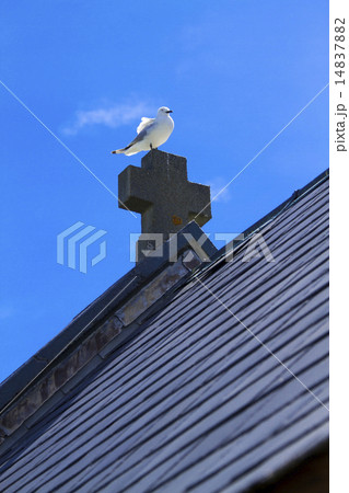 十字架とカモメ 14837882
