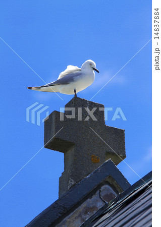 十字架とカモメ 14837884
