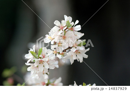 ユスラウメ ユスラウメ 14837929