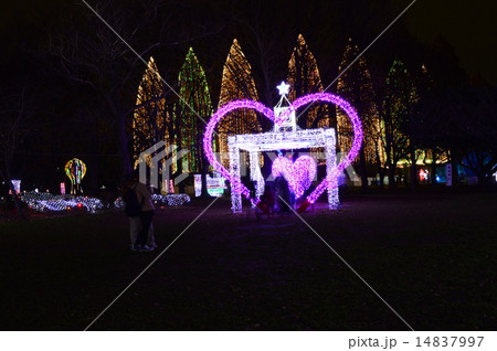光の祭典 14837997