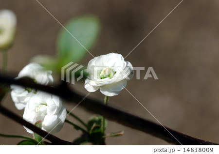 しじみばな しじみばな 14838009