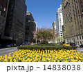 ニューヨークの春 14838038