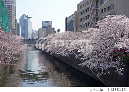 目黒川の桜（田道橋から見たふれあい橋） 14838116
