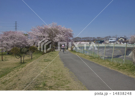 サイクリング・多摩サイクリングロード、残堀川遊歩道橋の桜 サイクリング・多摩サイクリングロード、残堀川遊歩道橋の桜 14838248