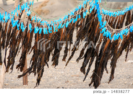 佐島の3月 佐島の3月 14838277