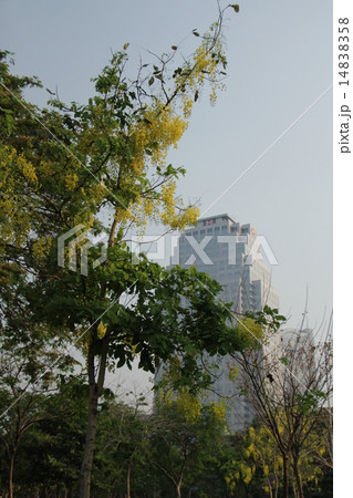 ルンピニ公園 14838358