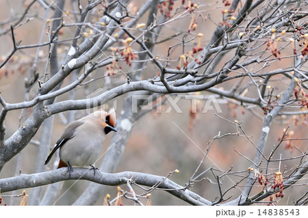 キレンジャク 14838543