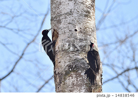 クマゲラの巣作り 14838546