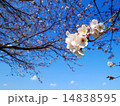 桜と青空 14838595