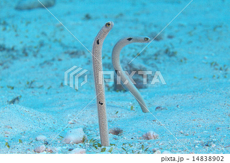 チンアナゴ 14838902