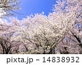 満開の桜 14838932