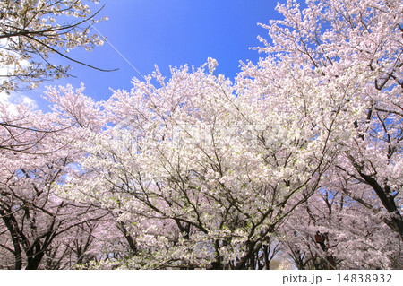 満開の桜 14838932