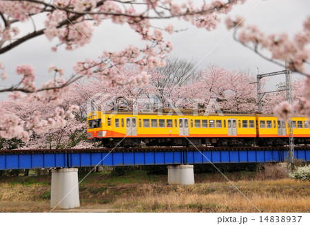 三岐鉄道の春 14838937