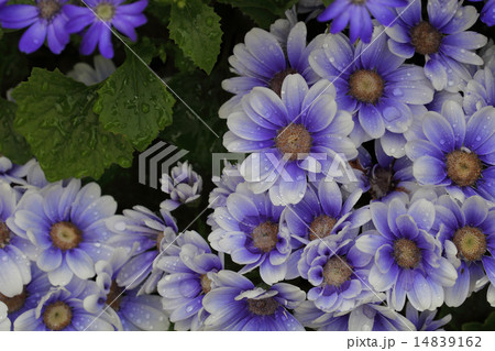 サイネリア・ティアブルーの花と雨雫 14839162