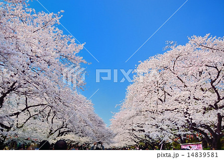 上野恩賜公園の桜 14839581