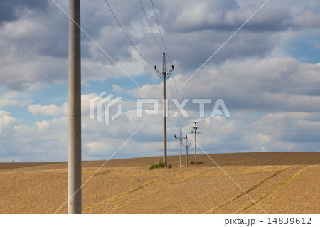 Barley field at sunset Barley field at sunset 14839612
