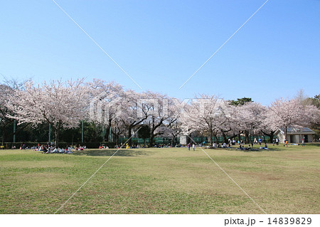 浜田山の春　柏の宮公園 14839829
