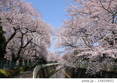 高井戸の春 神田川沿いの桜の写真素材 1492