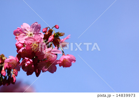 桜 14839973