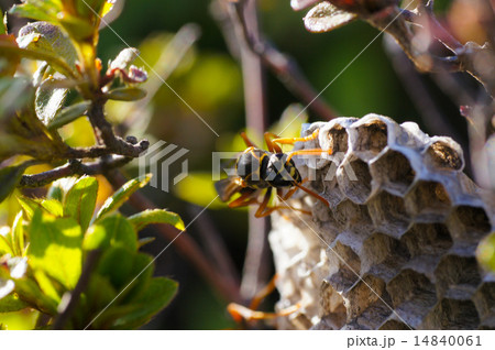アシナガバチの巣 アシナガバチの巣 14840061