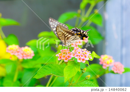 キアゲハと花 キアゲハと花 14840062