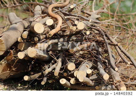 焚き木 焚き木 14840392