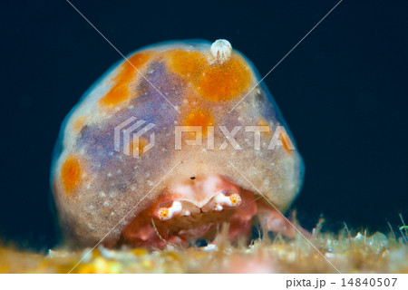 カイカムリ 14840507