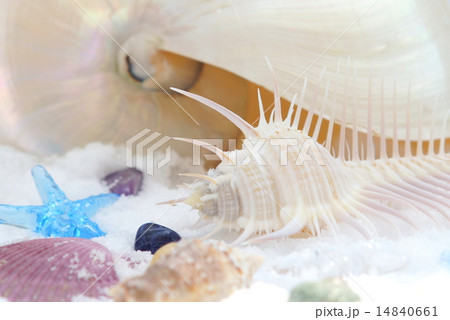 貝殻 14840661
