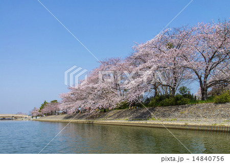 宇治川の千本桜 14840756