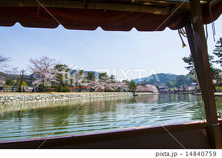 宇治川と千本桜 宇治川と千本桜 14840759