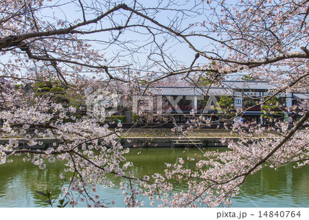 宇治川と千本桜 宇治川と千本桜 14840764