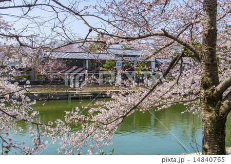 宇治川と千本桜 宇治川と千本桜 14840765