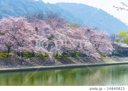 宇治川の中洲千本桜 宇治川の中洲千本桜 14840823