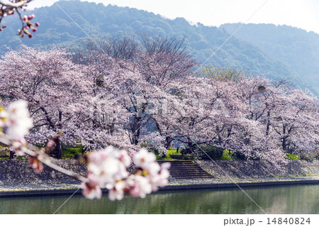 宇治川の中洲千本桜 宇治川の中洲千本桜 14840824