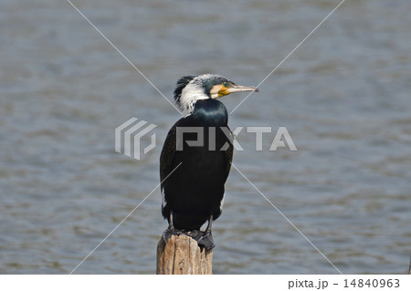 繁殖羽のカワウ 14840963