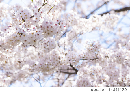 桜 14841120