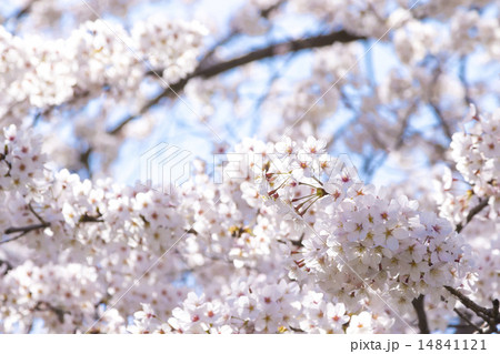 桜 14841121